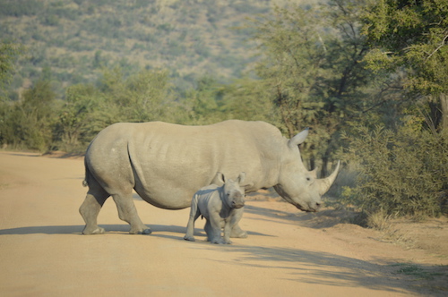 BabyRhinoLooking500px