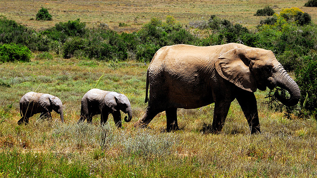 elephanttwins