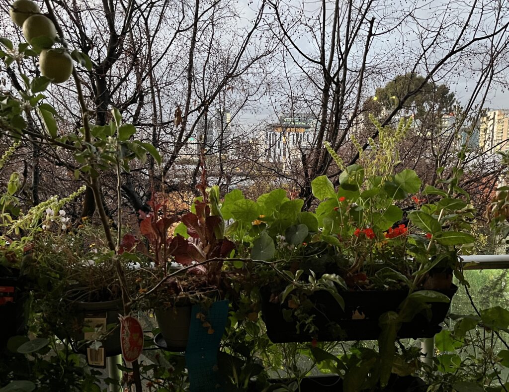 Flowers in a window box with a bare tree behind them. A cityscape is behind this. Three apples growing on a tree are in the top left corner