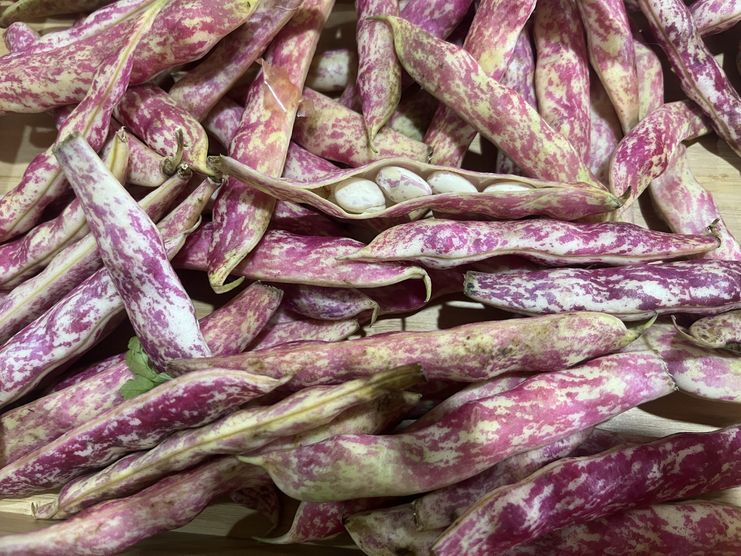 Pink and creamy coloured fresh borlotti bean pods. One is split open showing pink-speckled beans inside.