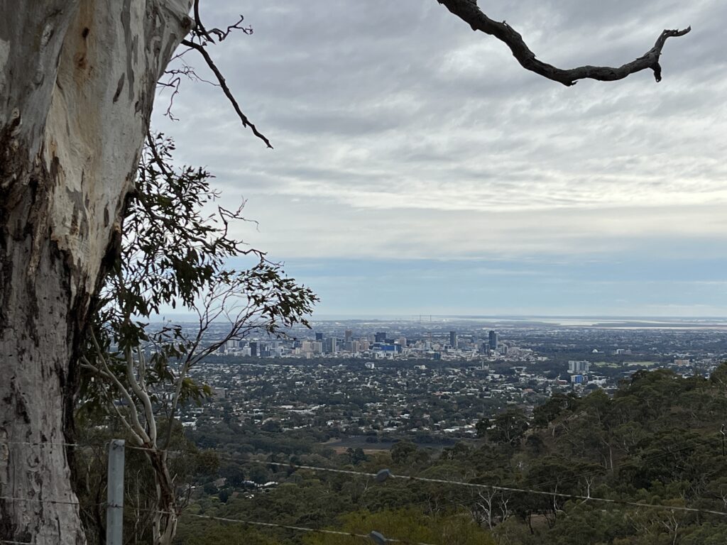 A gum tree frames a vista of a city in the distance with the sea behind