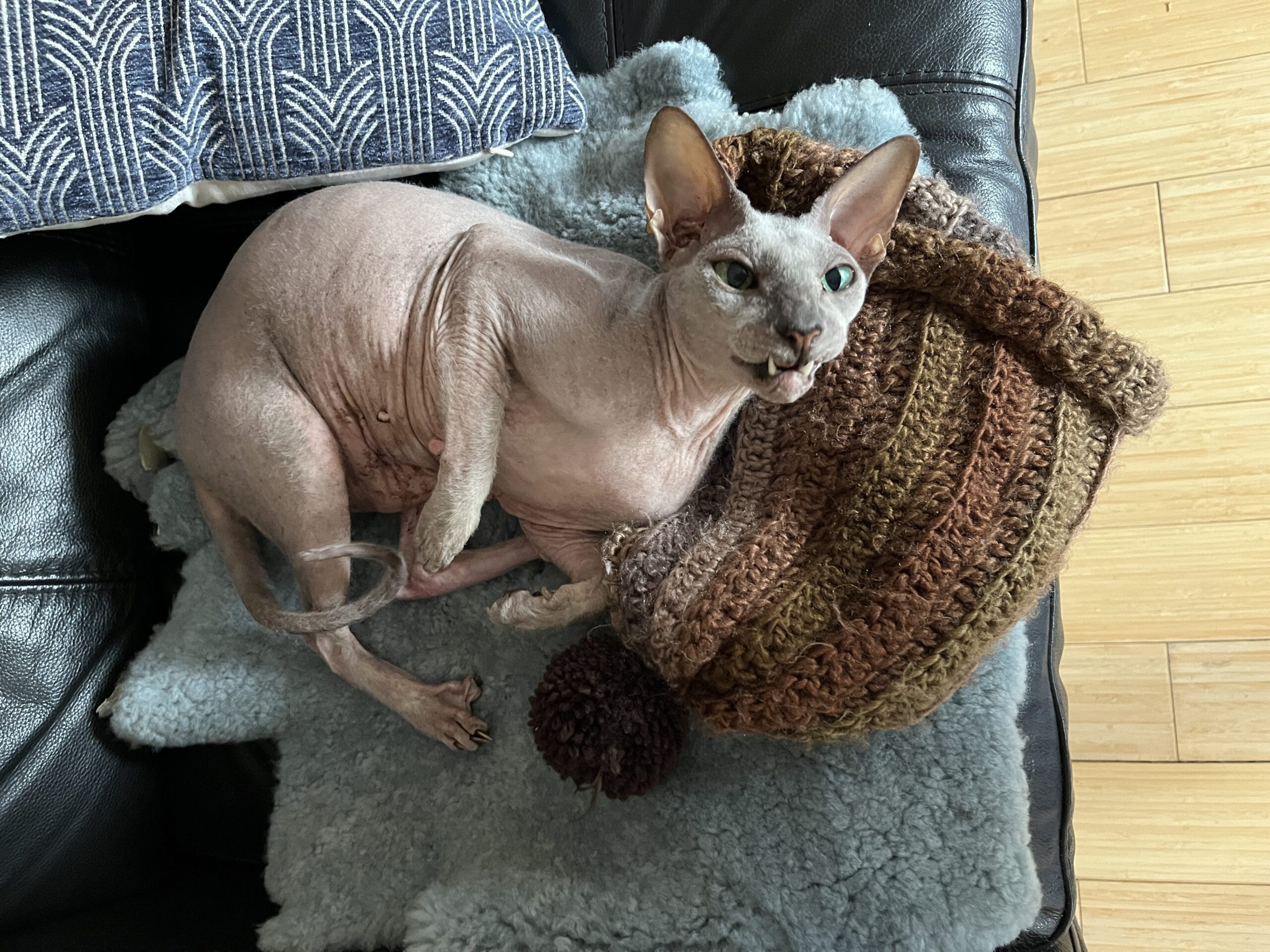 A small grey hairless x]cat sits on a brown-striped knitted beanie on a blue sheepskin.