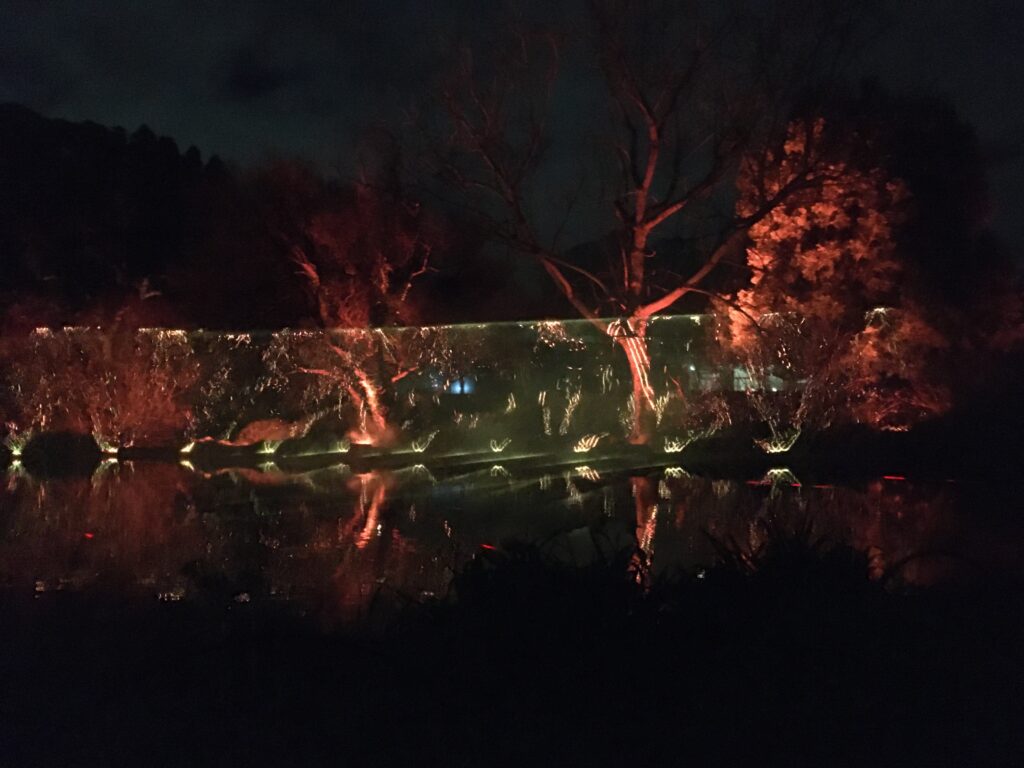 Large lit up trees over a pond at night
