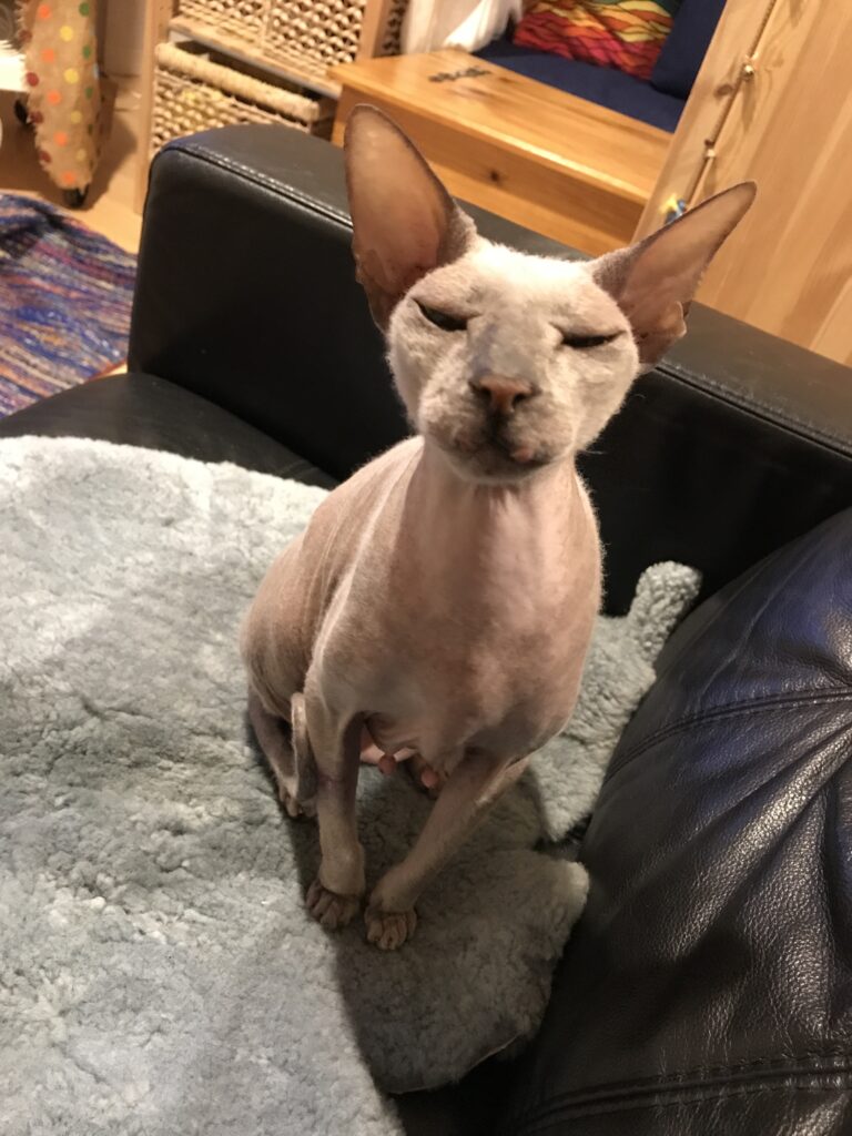 A grey hairless cat on a sofa.