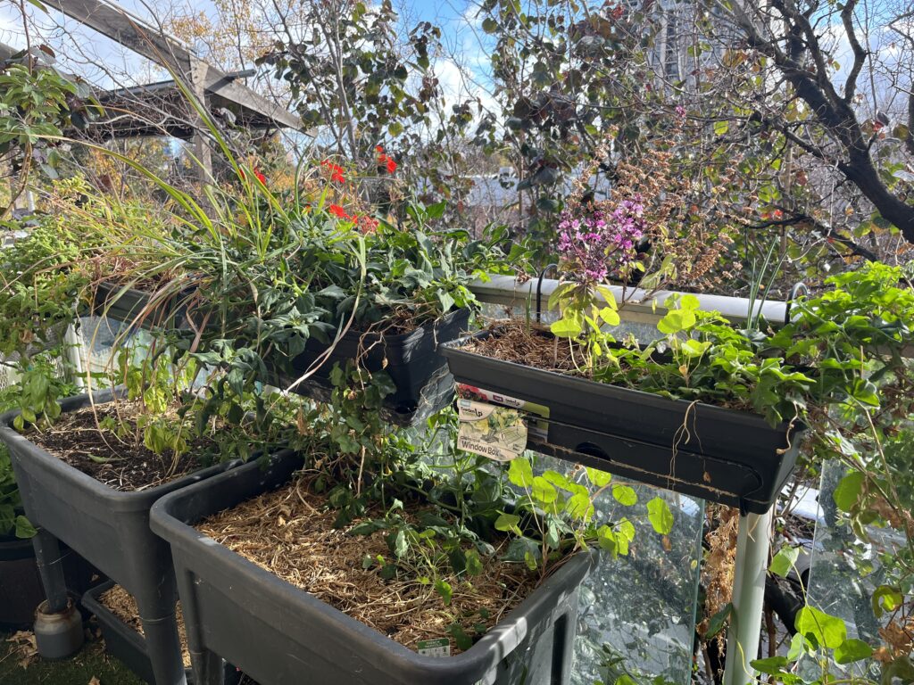 A balcony garden with three window boxes,two raised beds and an apple tree in a pot. Visible are nasturtiums, red geraniums, basil, sacred basil, warrigal greens and sacred basil in flower. 